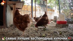 Цыплята и Курочки селяночки лучшие беспородные несушки 🥚 (465)