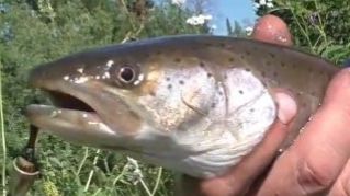 Охота и Рыбалка ТАЙМЕНЬ на СПИННИНГ Блесна Таймень ХОЗЯИН рек ОТПУСКАЕМ