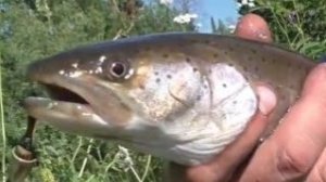 Охота и Рыбалка ТАЙМЕНЬ на СПИННИНГ Блесна Таймень ХОЗЯИН рек ОТПУСКАЕМ