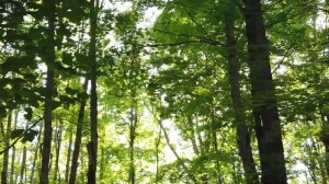 Странный случай в тайге – загадочная хозяйка леса. Таежные истории и байки.