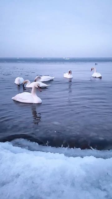 Лебеди — это ангелы, которым вода заменила небо