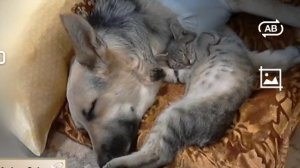 Не будите спящую собаку