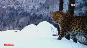 Россия и Китай запустили проект по подсчёту необычных нарушителей границы