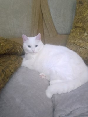 жиробасина