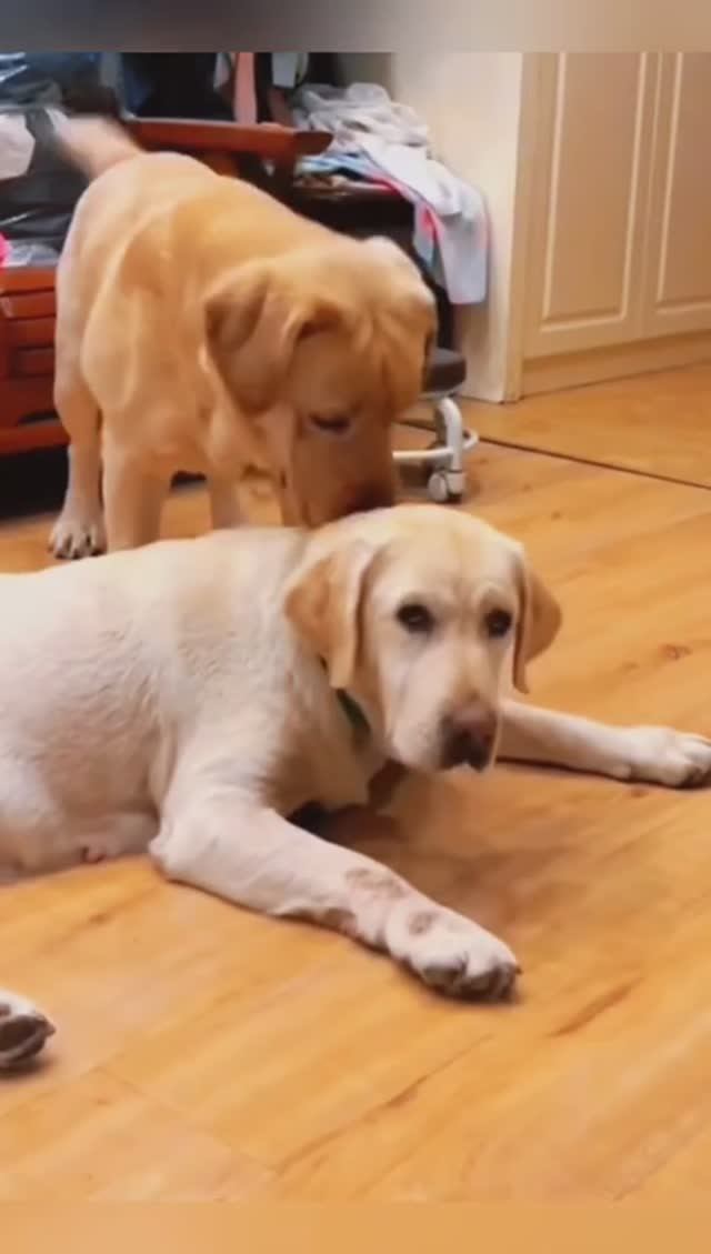 собачьи разборки