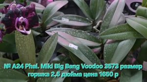 № А24 Phal. Miki Big Bang Voodoo 3573 размер горшка 2,5 дюйма