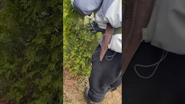 Лечение и обрезка деревьев в Москве и Московской области