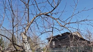 14-04-2026.Дача.Ураганный ветер сломал дерево у соседки.(11.04.-12.04.26.)