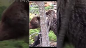 Не будите Медведя