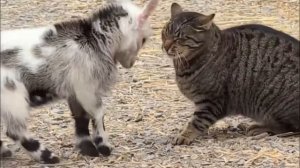 Языковой барьер