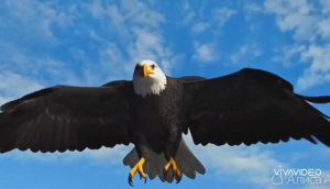 *** "СИНИЕ-СИНИЕ" – ЛИСИЦЫН ***