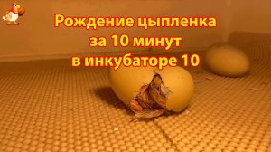 Рождение цыпленка за 5 минут в инкубаторе 10