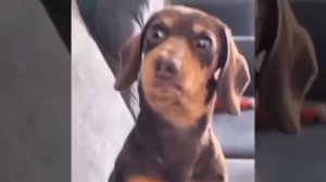 Реакция на очередной наряд жены