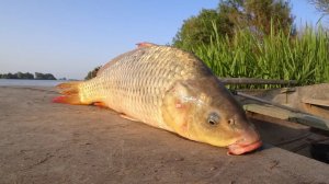 САЗАН НА ОСТРОВЕ В ДЕРЕВНЕ! РЫБАЛКА С НОЧЕВОЙ. Ловля сазана на макушатних, жмых.