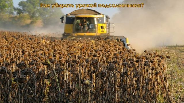 Назначение СХМ. 14.04. 241 гр. Технология уборки подсолнечника.