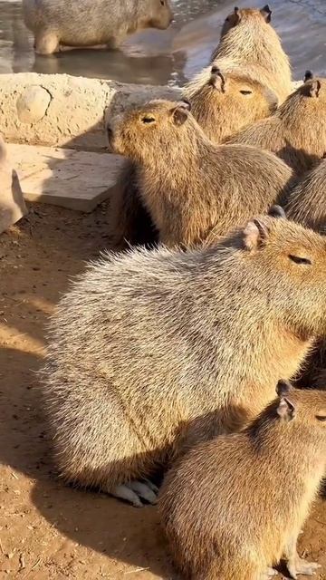 Минута релакса: ка-пи-ба-ра