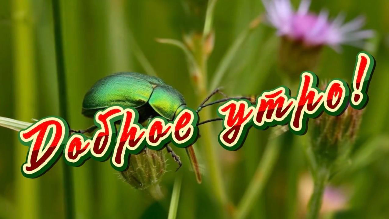 Доброе утро, песня с добрым утром