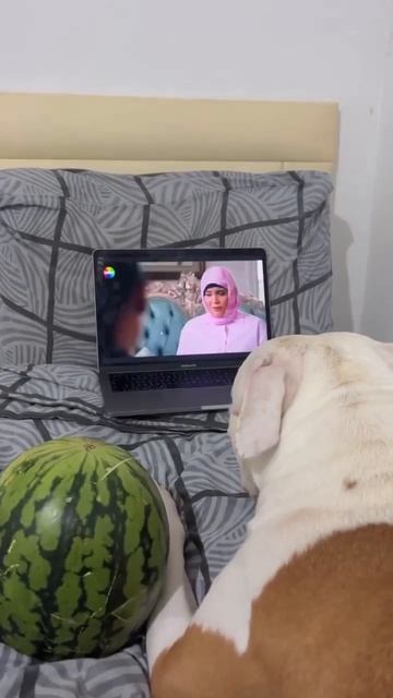 Песель и арбуз