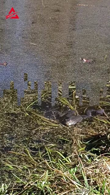 Брачный сезон лягушек