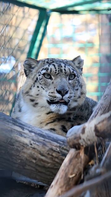 Снежный барс Нарина 09.04.2026