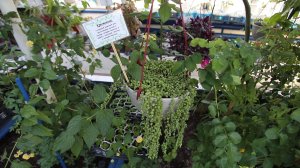 Драконий фрукт, бананы и растение-хищник. Как в сибирском посёлке Чеускино создают экзотический сад