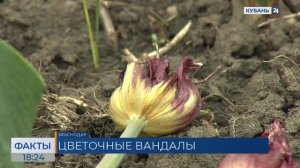 Сотни тюльпанов ради фото вытоптали посетители Ботанического сада в Краснодаре