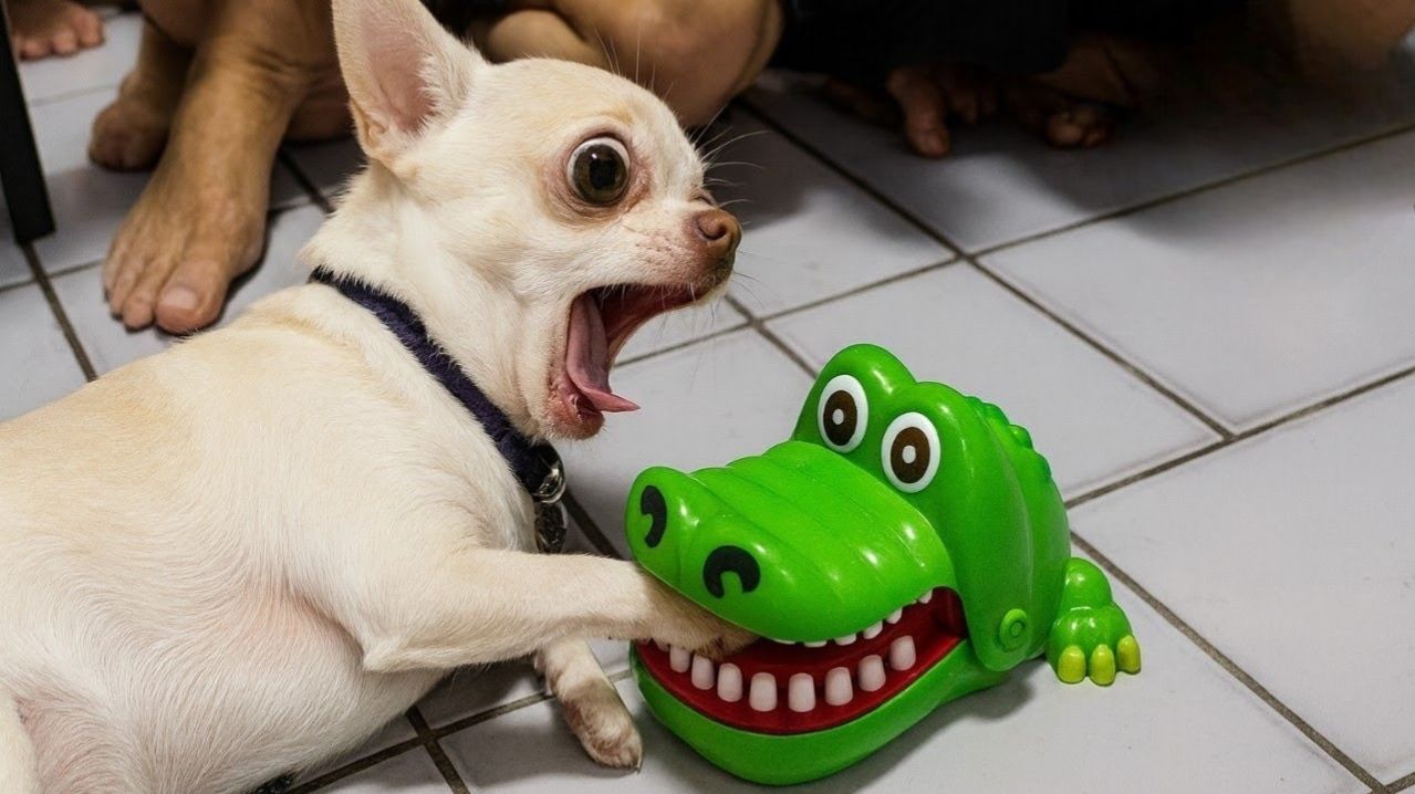 СМЕШНЫЕ КОТЫ | ЛУЧШИЕ ПРИКОЛЫ С КОТАМИ, КОШКИ, ЖИВОТНЫЕ, СМЕШНОЕ ВИДЕО