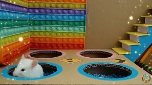 Хомячки играют в домике! Запутанный лабиринт #12