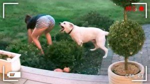 ЖИВОТНЫЕ НЕ ЗНАЛИ, ЧТО ВО ДВОРЕ БЫЛА КАМЕРА, И СДЕЛАЛИ ЭТО