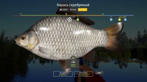 Старый Острог Амур, карп карась, линь и др