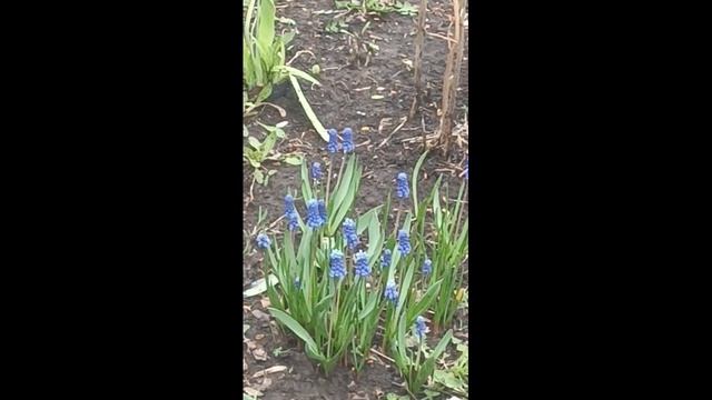 **ЛЮБОВЬ БЕЗ ВОЗРАСТА*