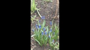 **ЛЮБОВЬ БЕЗ ВОЗРАСТА*"ВЕСНЫ ВАМ В ДУШЕ. . ЛЮБИТЕ И БУДЬТЕ ЛЮБИМЫ.. ПЕРВЫЕ ЦВЕТЫ🌸🌺🌻🌹🌷🌼💐.