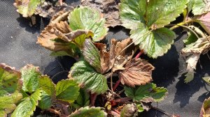 Уход за клубникой, земляникой и ягодными кустарниками после зимы.