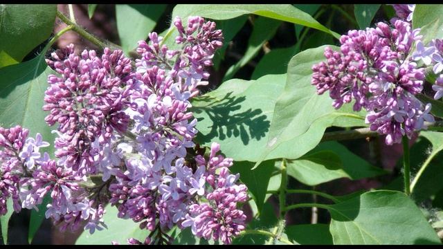 Б. Пастернак. Любить иных - тяжёлый крест...