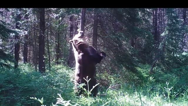 Медведь почёсывается о дерево: забавное зрелище дикой природы