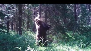 Медведь почёсывается о дерево: забавное зрелище дикой природы