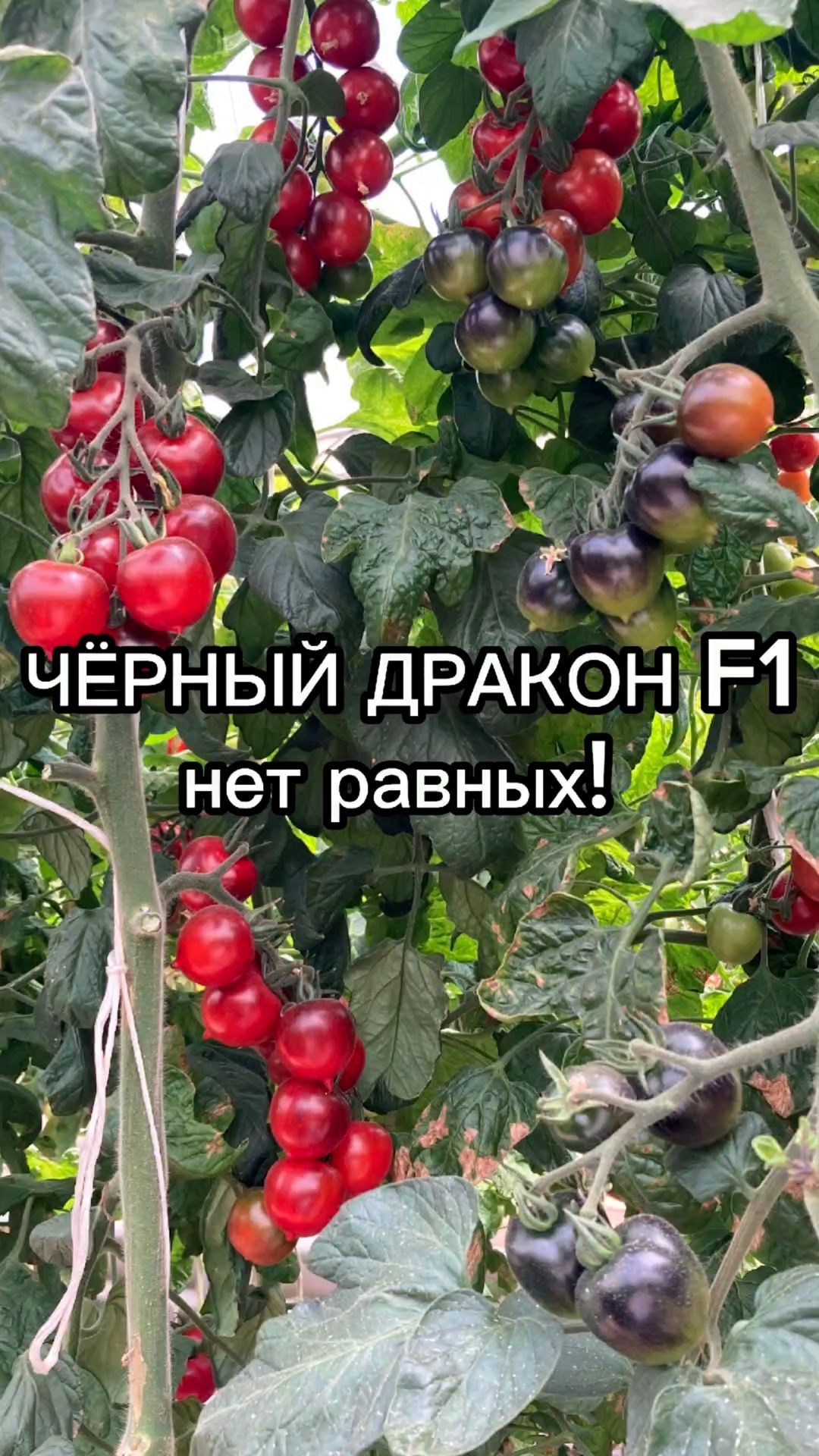 Космический томат для экстремальных условий выращивания!