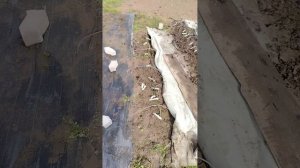 Обработка абига пик+алатар, начало положено, 13.04.2026г.