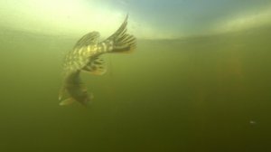 Поставил САМОДЕЛЬНЫЕ ЖЕРЛИЦЫ! ВЕЧЕРНИЙ КЛЕВ ОКУНЯ на САМОДЕЛЬНУЮ БЛЕСНУ! ЗИМНЯЯ РЫБАЛКА Астрахань!