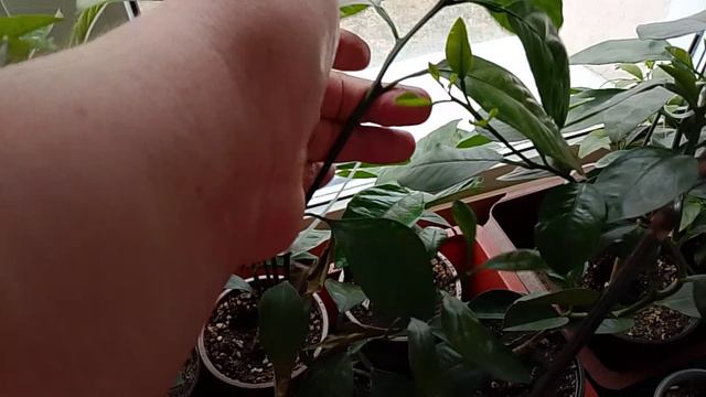 Обзор цитрусов(Растишки) 12.04.2026