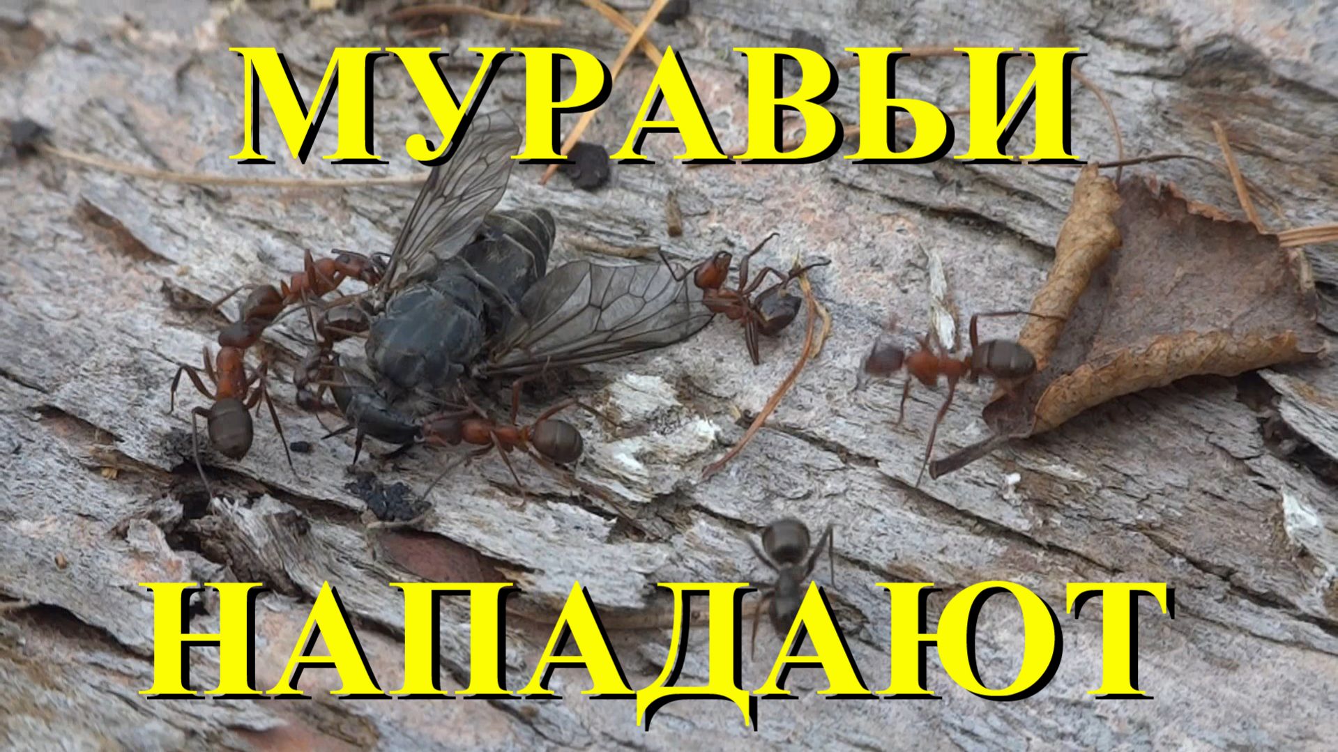 Нападение лесных муравьев. Макросъёмка. The attack of wood ants.