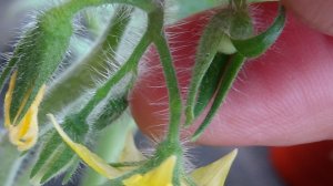 Томат Малиновая Ляна не отстает от Ренета! Тоже завязал помидорку! 13.04.2026.