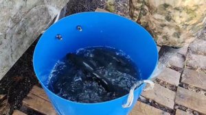 новый привоз форели