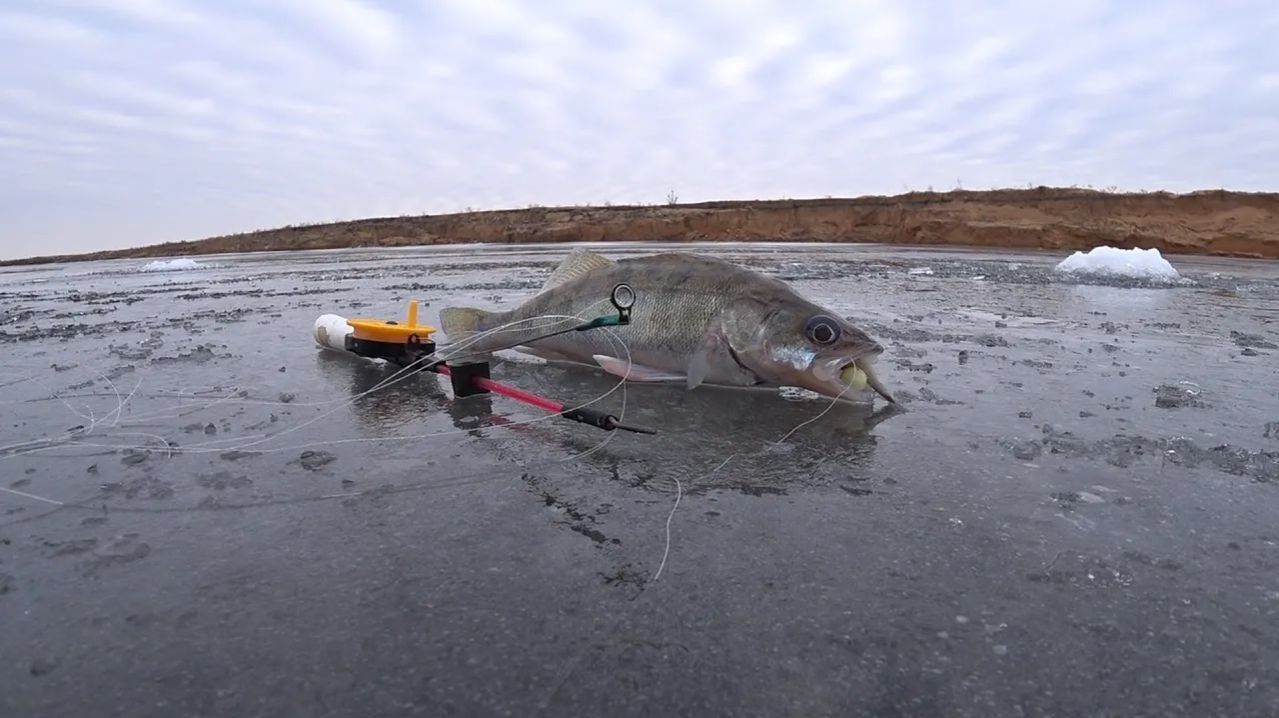 КОСИМ БЕРША САМОДЕЛЬНОЙ УДОЧКОЙ НА ШАРИК И МАЛЬКА с ОДНОЙ лунки! Берш зимой! Зимняя рыбалка.
