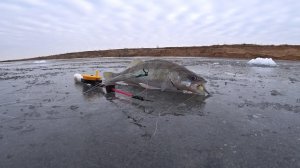 КОСИМ БЕРША САМОДЕЛЬНОЙ УДОЧКОЙ НА ШАРИК И МАЛЬКА с ОДНОЙ лунки! Берш зимой! Зимняя рыбалка.