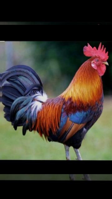 кого любит моя мама и кого люблю я