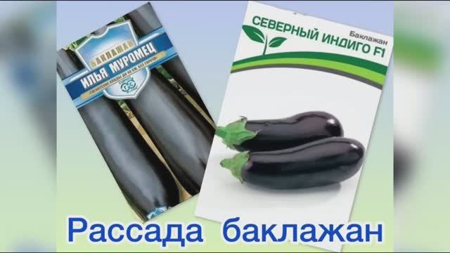 Рассада баклажан Северный индиго, Илья Муромец. пересадка 10.04.26