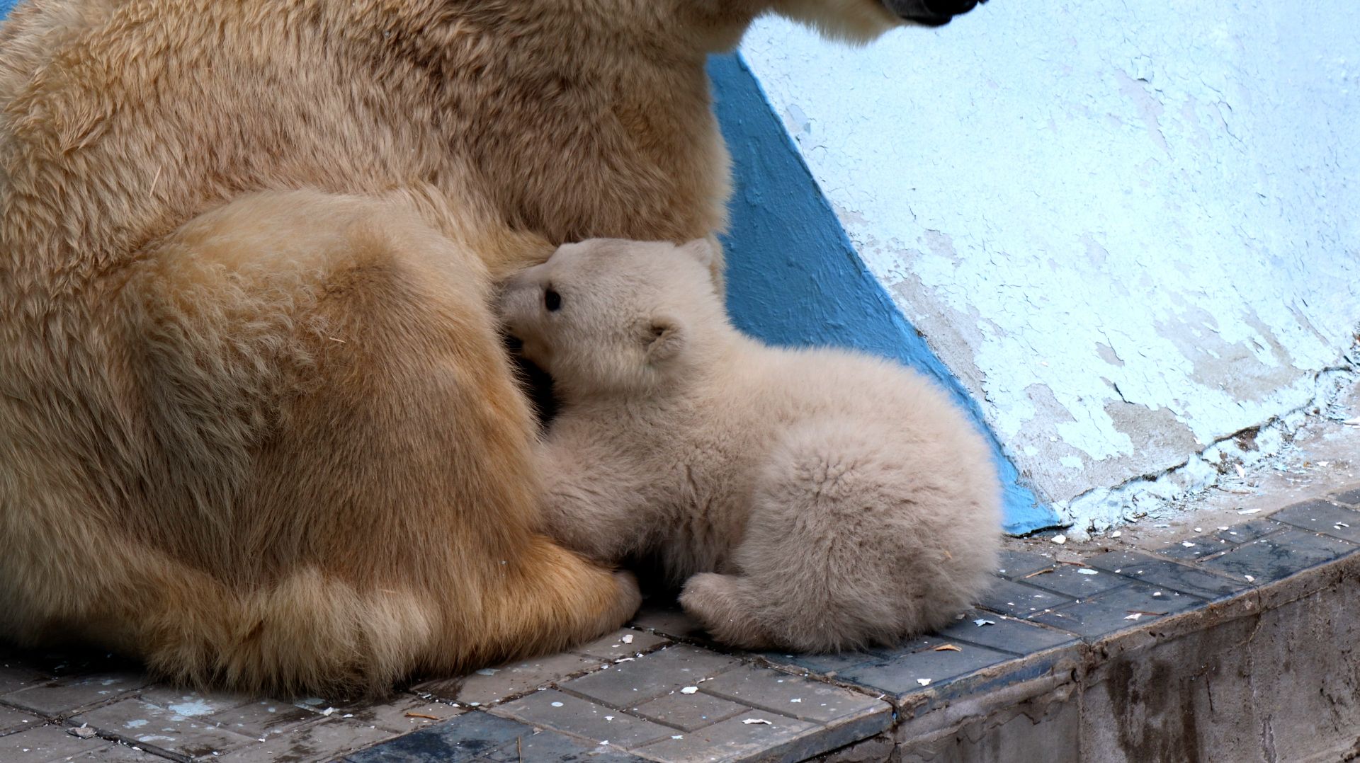 Герда кормит медвежонка