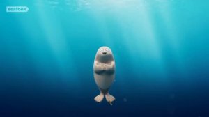 WE STAN SEALS! SEALOOK BEST EPISODES  Episodes Compilation