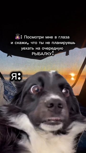 Бесстыжие глаза😁 #лодка #рыбалканаозере #салют585 #юмор #судак #рыбалканафидер #carpfishing #волга